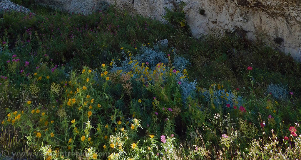 Les fleurs du Frioul