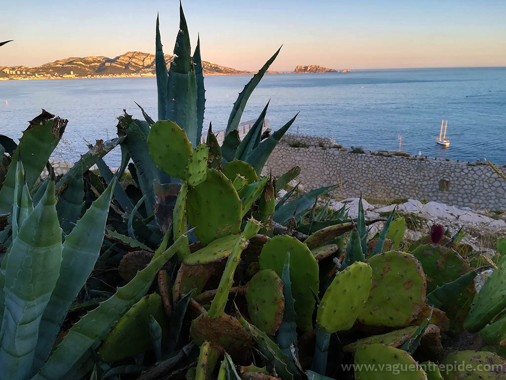 Figuiers de barbarie et agaves du Frioul, des plantes envahissantes