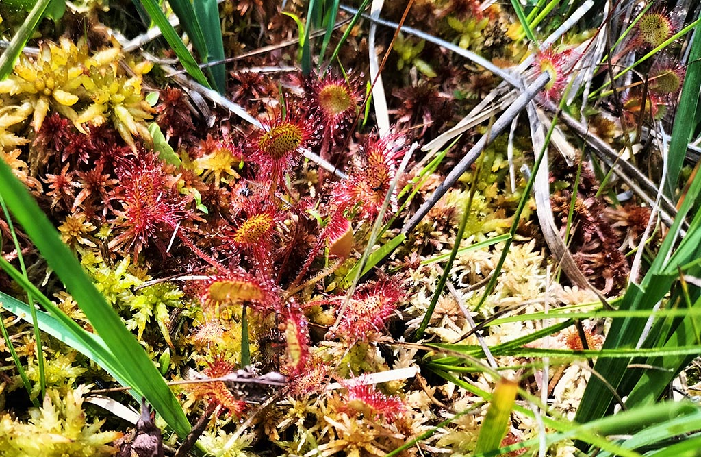 Plante carnivore de la famille des Drosera à l'état sauvage